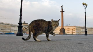 День Петербургского кота